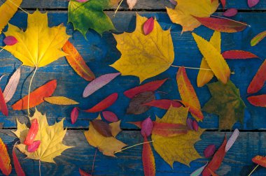 Mavi scuffed kurullarında olorful sonbahar yaprakları. 