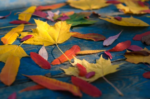 Folhas de outono olorful em placas scuffed azuis . — Fotografia de Stock