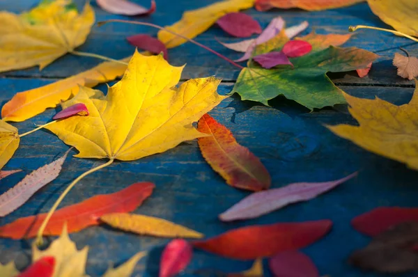 Folhas de outono olorful em placas scuffed azuis . — Fotografia de Stock