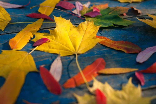 Folhas de outono olorful em placas scuffed azuis . — Fotografia de Stock