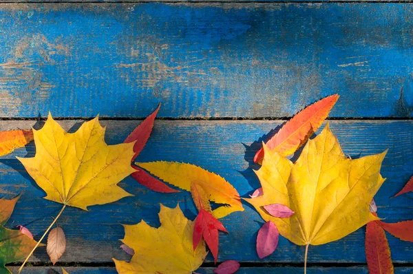 Olorful autumn leaves on blue scuffed boards. — Stock Photo, Image