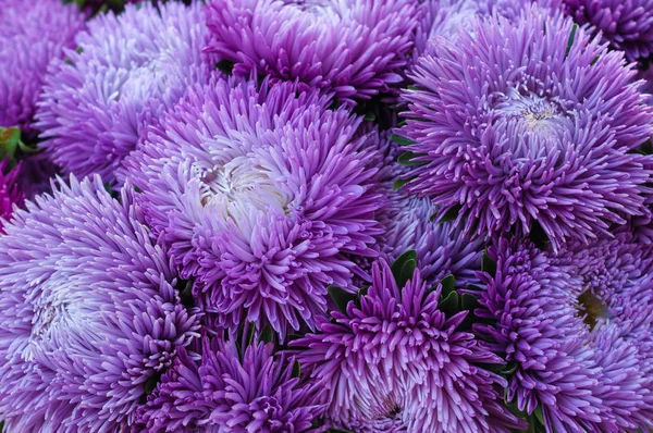 咲くエゾギク成虫の花束。花壇の土で育つ緑豊かな新鮮なマゼンタの花アスター. — ストック写真