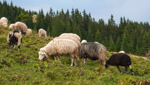 Landschaftspanorama mit Schafherden, die auf der grünen Weide in den Bergen grasen. — Stockfoto