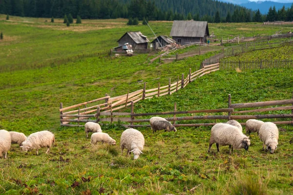 Dağ manzarası ile koyun sürüsü otlatmak dağlarda yeşil mera üzerinde.