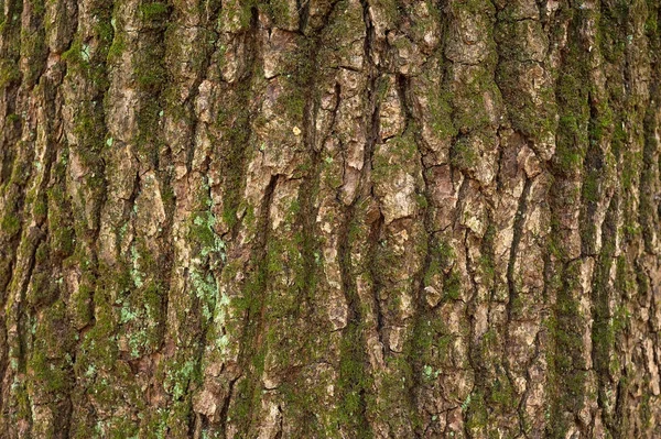 Textura de alívio da casca marrom de uma árvore com musgo verde nela. Alívio textura criativa de um latido de carvalho velho . — Fotografia de Stock