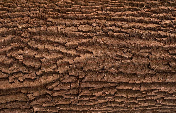 Облегчение творческой текстуры старой дубовой коры . — стоковое фото