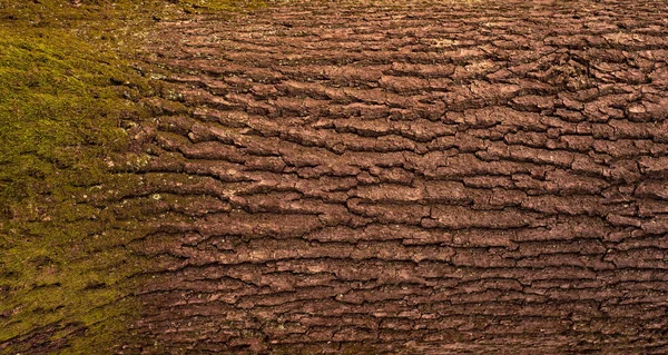Textura de alívio da casca marrom de uma árvore com musgo verde nela . — Fotografia de Stock