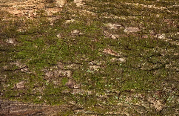 Textura en relieve de la corteza marrón de un árbol con musgo verde . —  Fotos de Stock