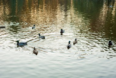Göl boyunca (Anas platyrhynchos) yüzme gün batımı sırasında sıcak bir sonbahar akşamı grup vahşi ördek.