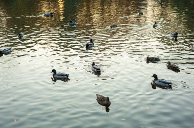 Göl boyunca (Anas platyrhynchos) yüzme gün batımı sırasında sıcak bir sonbahar akşamı grup vahşi ördek.