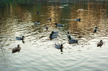 Göl boyunca (Anas platyrhynchos) yüzme gün batımı sırasında sıcak bir sonbahar akşamı grup vahşi ördek.