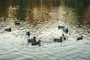 Göl boyunca (Anas platyrhynchos) yüzme gün batımı sırasında sıcak bir sonbahar akşamı grup vahşi ördek.
