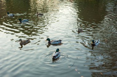 Göl boyunca (Anas platyrhynchos) yüzme gün batımı sırasında sıcak bir sonbahar akşamı grup vahşi ördek.