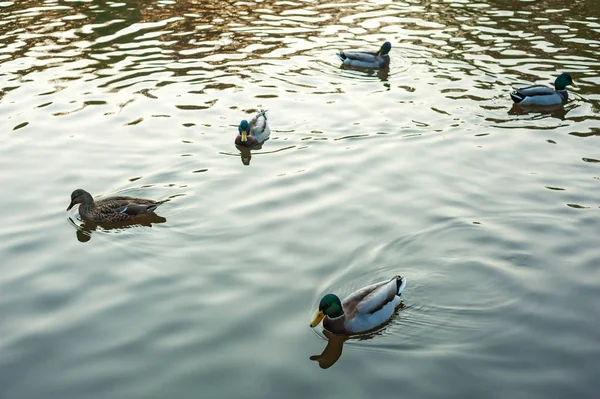 Göl boyunca (Anas platyrhynchos) yüzme gün batımı sırasında sıcak bir sonbahar akşamı grup vahşi ördek.