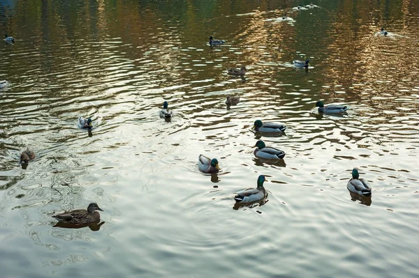 Gruppen av vilda ankor (Anas platyrhynchos) simning längs sjön på en varm höst kväll under solnedgången. — Stockfoto