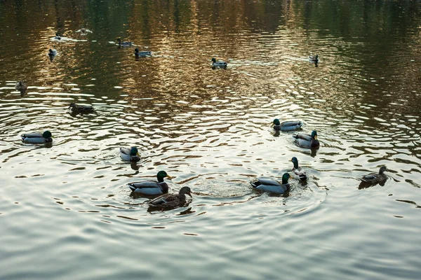 Göl boyunca (Anas platyrhynchos) yüzme gün batımı sırasında sıcak bir sonbahar akşamı grup vahşi ördek.