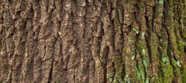 Bir ağaç üzerine yeşil yosun ile kahverengi kabuğu dikey kabartma dokusu.