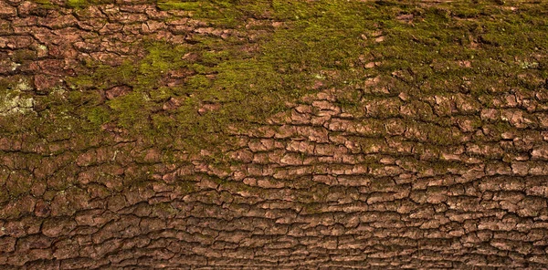 Textura en relieve de la corteza marrón de un árbol con musgo verde . — Foto de Stock