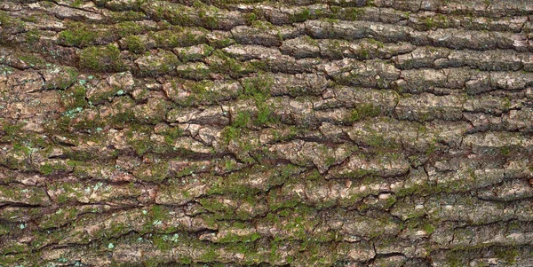 Textura en relieve de la corteza marrón de un árbol con musgo verde . —  Fotos de Stock