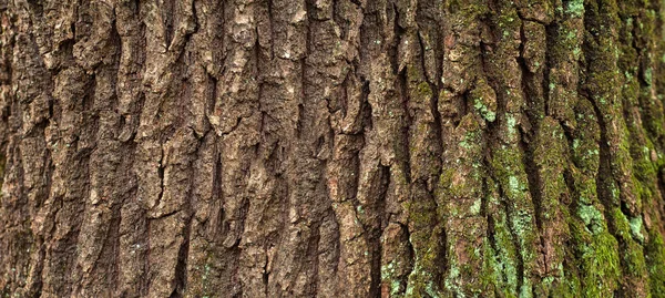 Textura de relevo vertical da casca marrom de uma árvore com musgo verde nela . — Fotografia de Stock