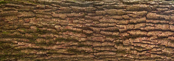 Texture de relief de l'écorce brune d'un arbre avec de la mousse verte dessus . — Photo