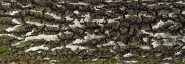 Panoramik fotoğraf eski kabuk dokusu moss ile huş ağacı ve üzerinde liken.