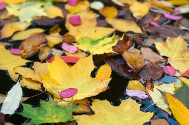 Birçok sonbahar akçaağaç yaprakları Gölde yüzen.