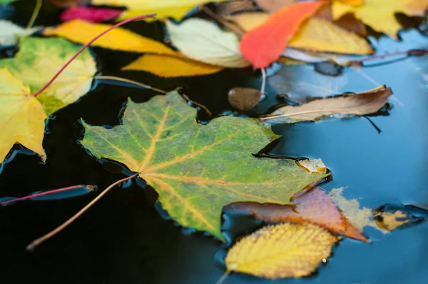 Birçok sonbahar akçaağaç yaprakları Gölde yüzen.
