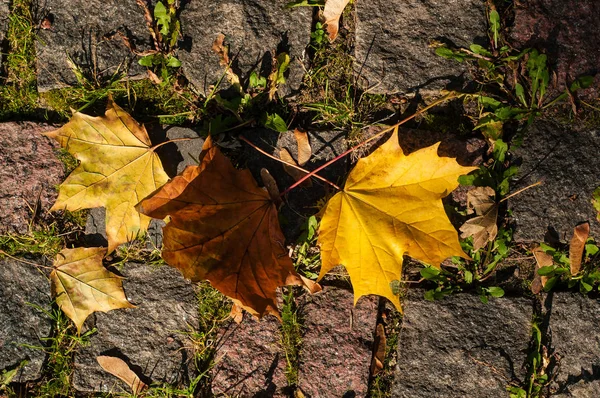 Folhas de bordo à luz da luz solar caíram sobre os blocos de pedra com musgo — Fotografia de Stock