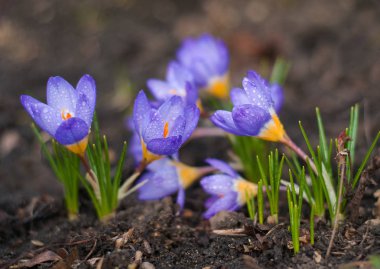 Mor crocus dışında Dünya'dan büyüyen.