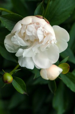 Bahçedeki unblown tomurcukları ile beyaz peonies. 