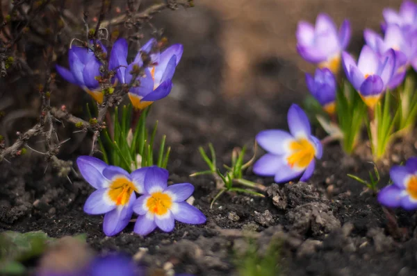 Mor crocus dışında Dünya'dan büyüyen.