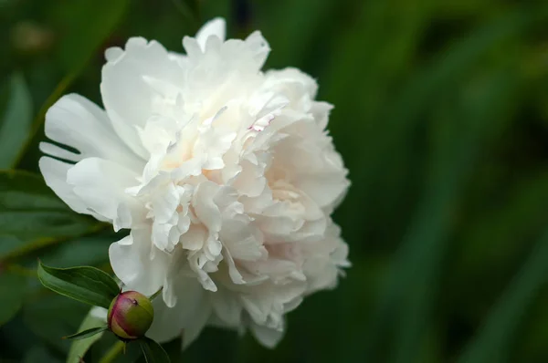 Pivoines blanches avec bourgeons non soufflés dans le jardin . — Photo