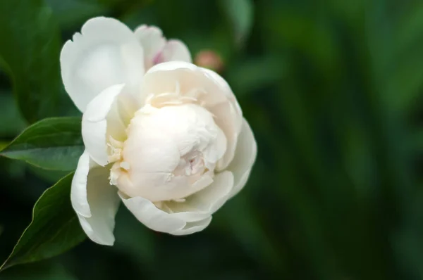 White peonies with unblown buds in the garden. — Stock Photo, Image