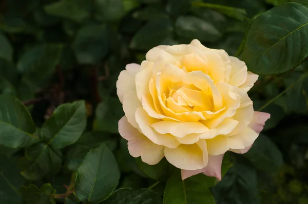 Group of yellow rose blooms in the garden. — Stock Photo, Image