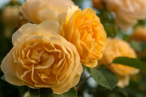Gruppe von gelben Rosenblüten im Garten. — Stockfoto