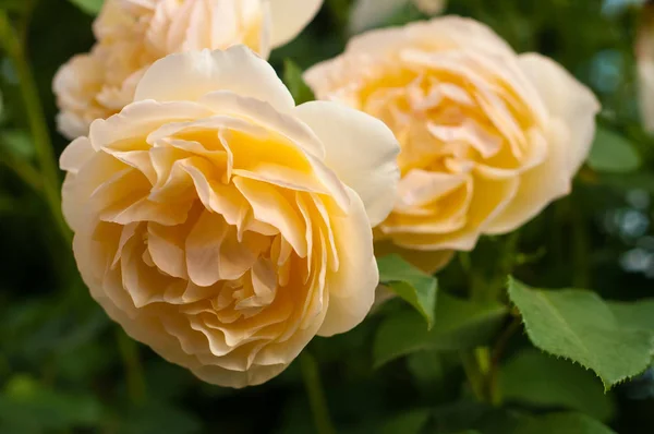 Group of yellow rose blooms in the garden. — Stock Photo, Image