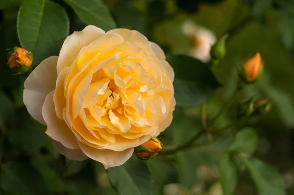 Group of yellow rose blooms in the garden. — Stock Photo, Image