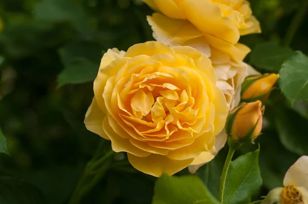 Group of yellow rose blooms in the garden. — Stock Photo, Image