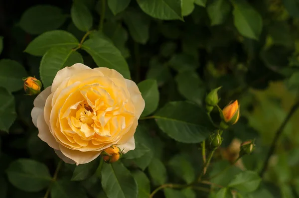 Gruppe von gelben Rosenblüten im Garten. — Stockfoto