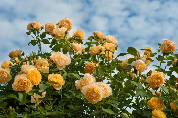 Group of yellow roses on the blue sky background. — Stock Photo, Image