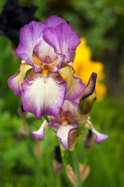 Yaz bahçesinde mor süsen bloom. 