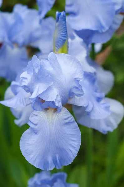 Los iris azules florecen en el jardín de verano . —  Fotos de Stock