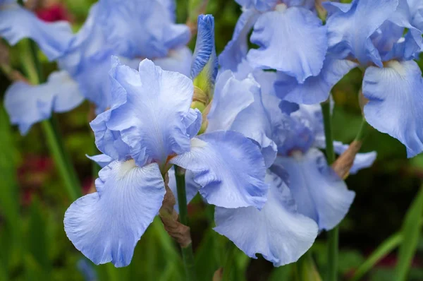 Blaue Iris blühen im Sommergarten. — Stockfoto