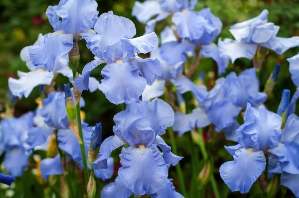 Blaue Iris blühen im Sommergarten. — Stockfoto