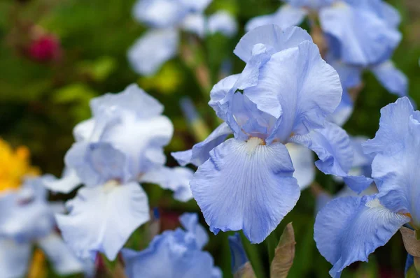 Blaue Iris blühen im Sommergarten. — Stockfoto