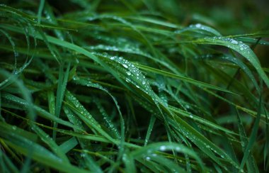 Çiy damlaları olan taze yeşil çimenler. Yağmurdan sonra taze çimenlere su damlıyor..