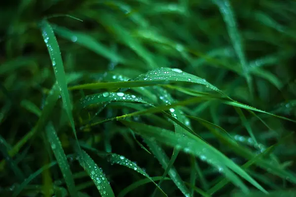 Fresh green grass with dew drops close up. Water drops on the fresh grass after rain.