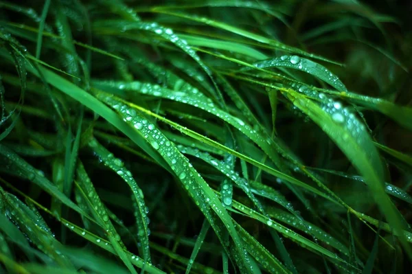 Çiy damlaları olan taze yeşil çimenler. Yağmurdan sonra taze çimenlere su damlıyor..