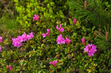 Rhododendrons (Rhododendron camtschaticum) bloom in a beautiful location in the mountains. Flowers in the mountains.